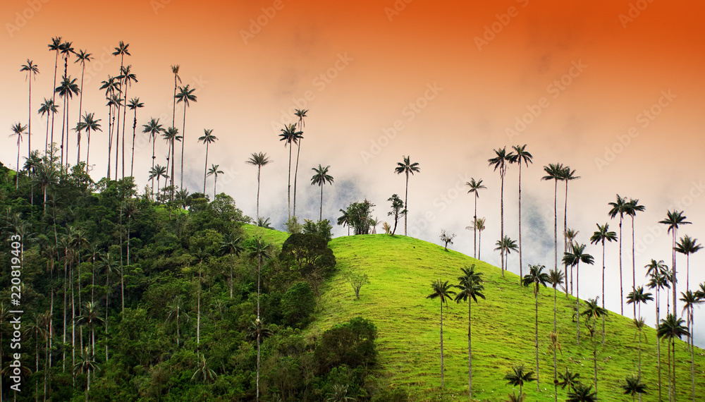 Fototapeta premium Cocora valley, Salento, Colombia, South America