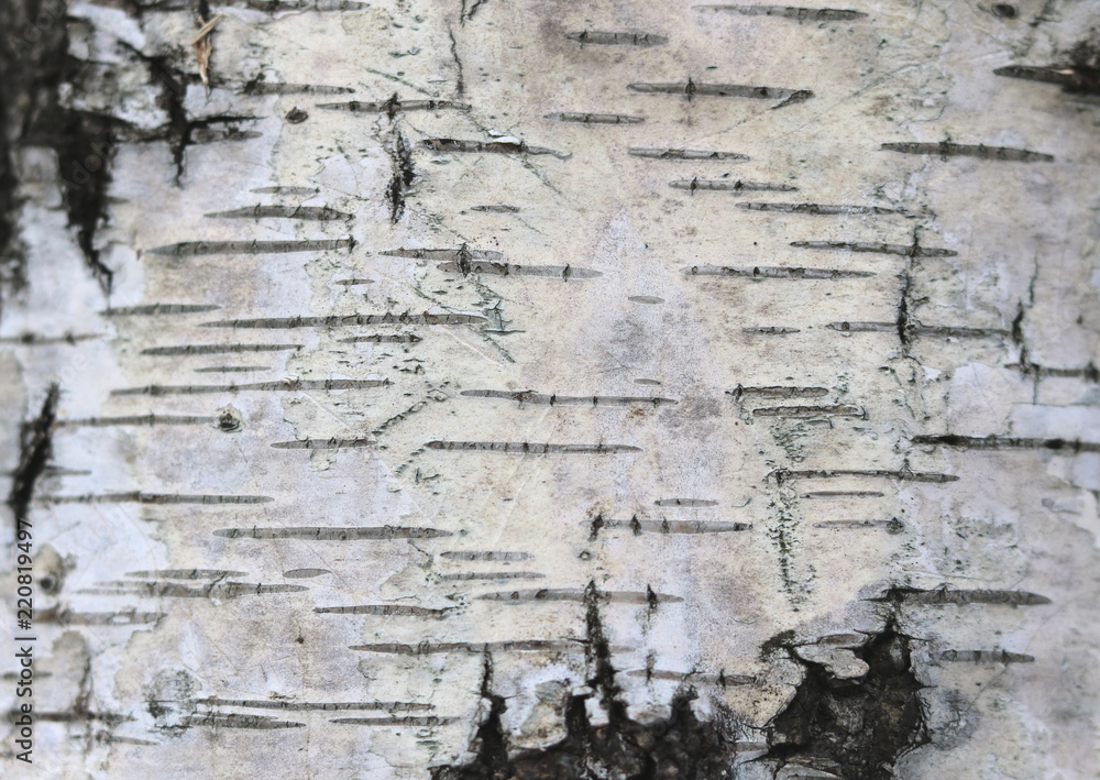 Obraz premium pattern of birch bark with black birch stripes on white birch bark and with wooden birch bark texture
