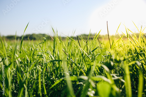 Tall green grass in the field. Summer spring meadow landscape on a sunny day. Nature eco friendly photo. Wallpaper with the blue sky.