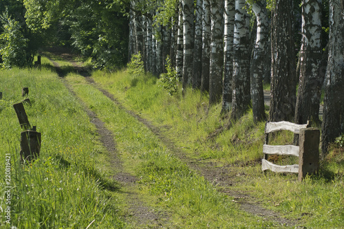 Fototapeta Naklejka Na Ścianę i Meble -  stara droga obok szpaleru brzóz