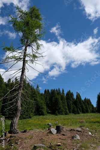 paesaggio foresta cielo azzurro bosco verde foglie nuvole parco natura scenico all'aperto 