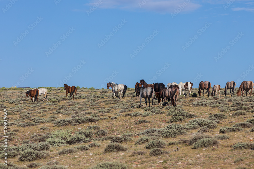 Wild Horses in Sand Wash Basin Colorado