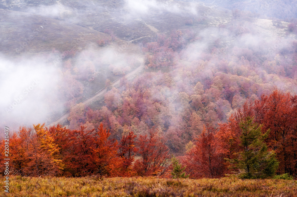colorful autumn trees in foggy  mystical mountain forest. natural background .