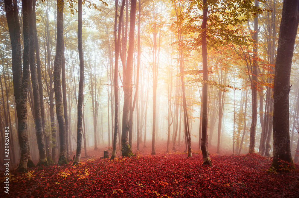  colorful autumn trees in foggy  mystical  forest. natural background . picture with soft focus