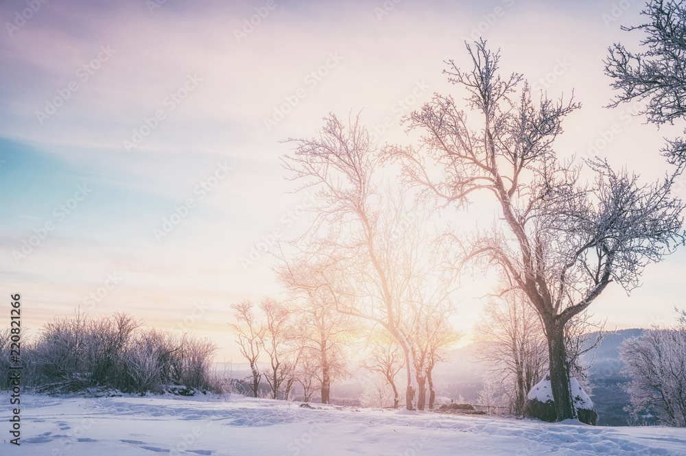 amazing winter landscape. natural background with sunny tree in mountain amazing winter landscape. natural background with sunny tree in mountain