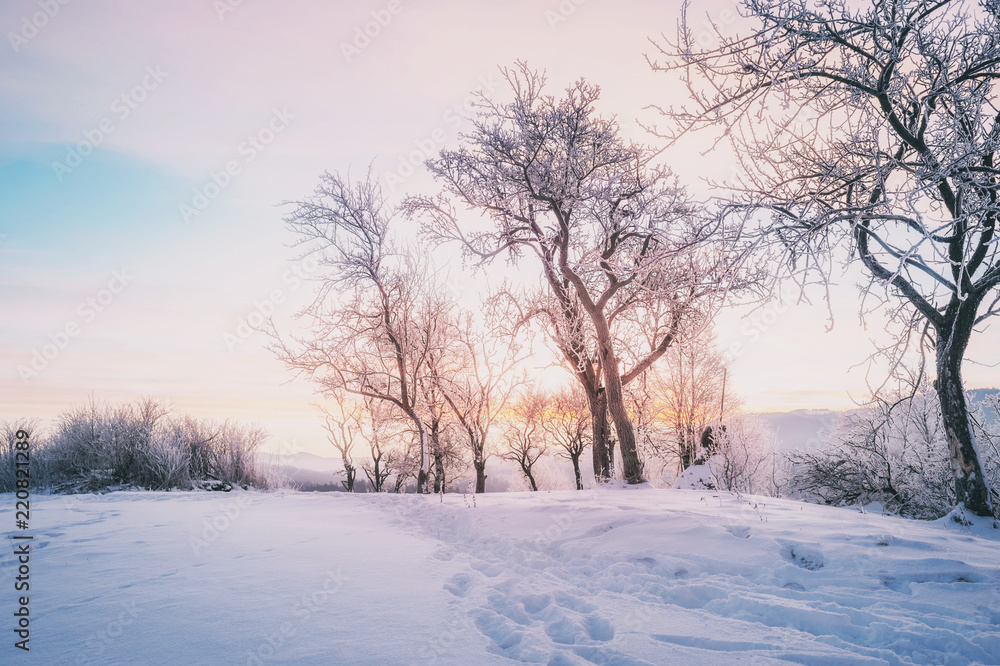 trees covered with snow and mountane on horizon. winter landscape trees covered with snow and mountane on horizon. winter landscape