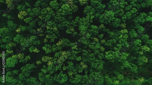 Drone flying forward above beautiful green forest. Aerial 4K flyover topview shot
