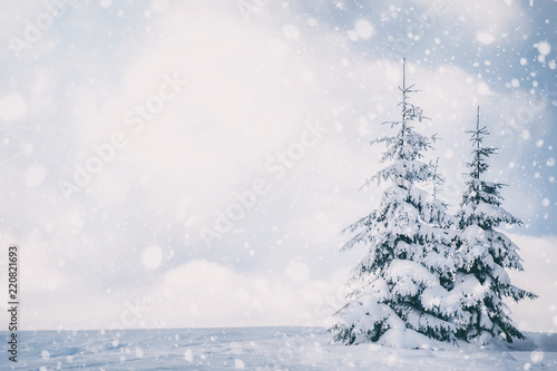 fir trees covered with snow under the blue cloudy sky. beautiful winter landscape © ver0nicka