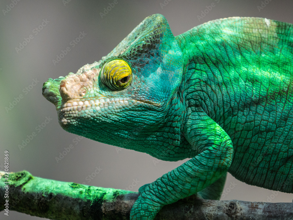 Fototapeta premium Caméléon