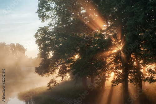 beautiful natural (summer) background. the sun's rays pass through fog and tree