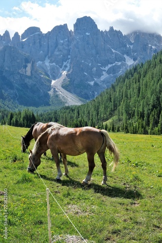 animale cavallo erba campo fattoria campagna bosco alberi verde natura pascoli marrone © FERRUCCIO