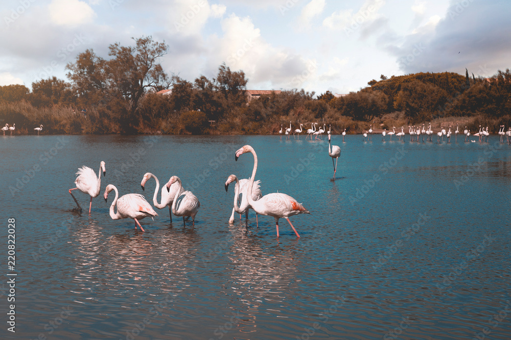 Naklejka premium Pink flamingos present in the Camargue region of France, the Flamingos are in a pond resting before migration