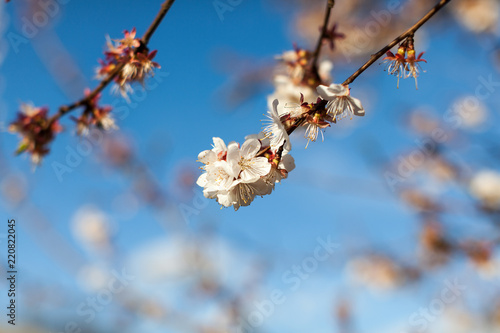 spring apple blossom minimalistic background over blue sky © Andrii