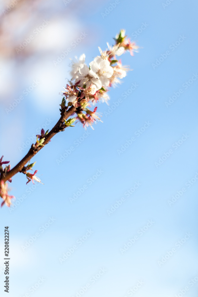 spring apple blossom minimalistic background over blue sky