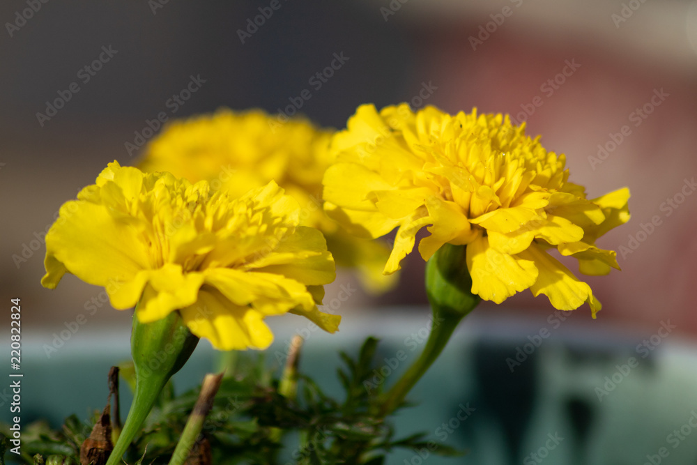 Fototapeta premium Large Yellow Marigold Flowers in the Garden