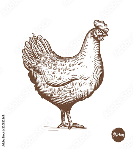 Chicken hand drawn illustration in engraving or woodcut style. Hen meat and eggs vintage produce elements. Badges and design elements for the chicken manufacturing. Vector illustration.