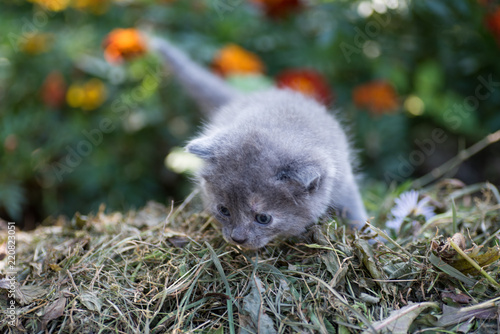 Fototapeta Naklejka Na Ścianę i Meble -  Gray kitten in the hay