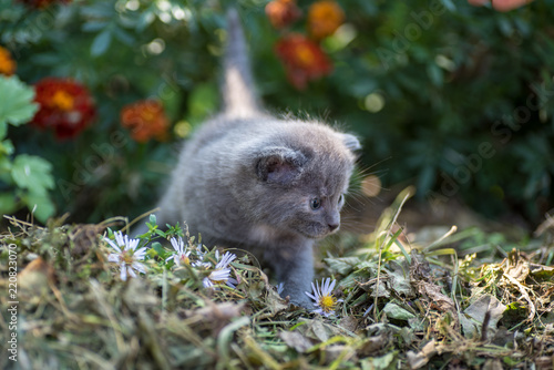 Gray kitten in the hay © Анна Скрипкарь