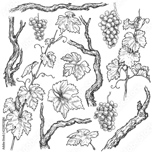 Hand Drawn Grape Branches and Vine  Set