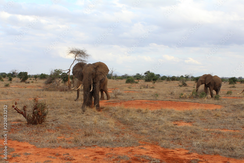 Fototapeta premium Group of elephants in the savannah intent to drink in a pool of water with the African landscape behind in Kenya, Africa