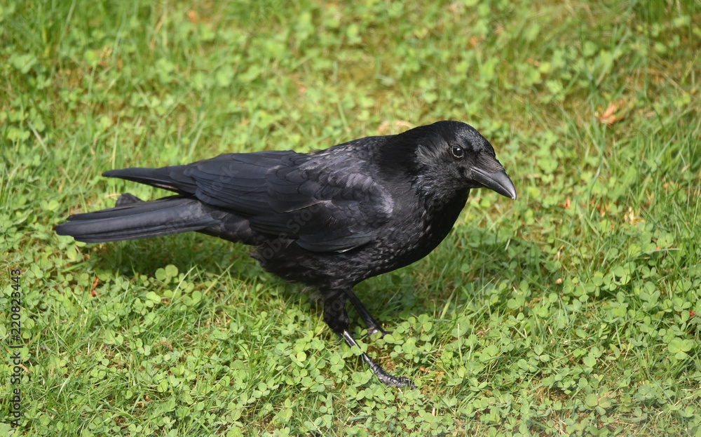 Rabe auf einer Wiese Rabe auf einer Wiese