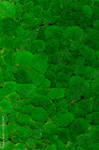 green moss wall background