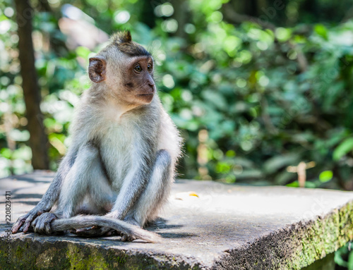 Photography Portrait of Vervet Monkey Sitting and Holding His Tail in the Monkey Forest