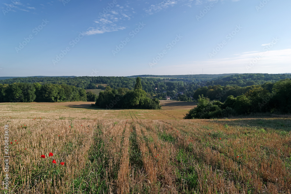 Poppys and wheat field in Vexin 