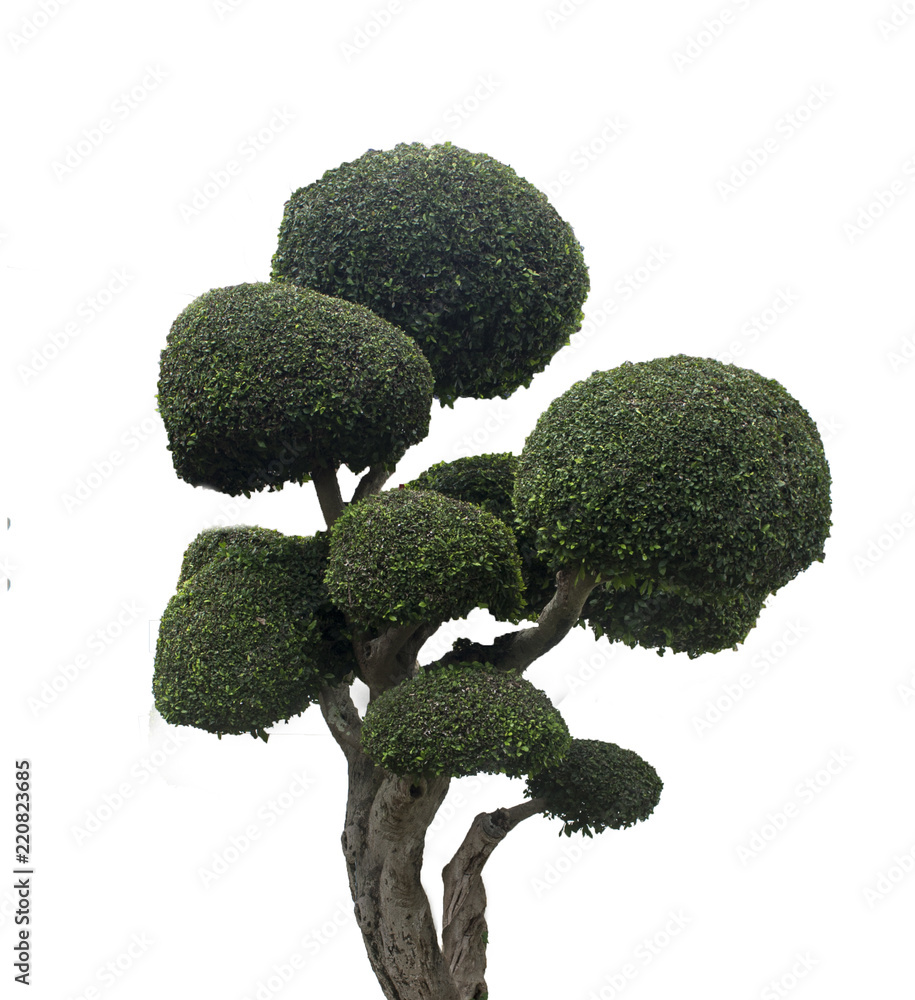 Isolated trees on white background Isolated trees on white background