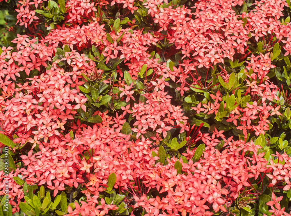 Beautiful Spike flower blooming, red flower spike and green leaves. spike flower in the garden with natural background Beautiful Spike flower blooming, red flower spike and green leaves. spike flower in the garden with natural background