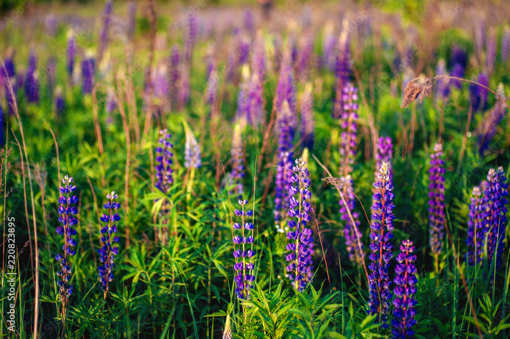Naklejka premium beautiful blue and violet lupines in rural field at sunrise (sunset). natural floral background