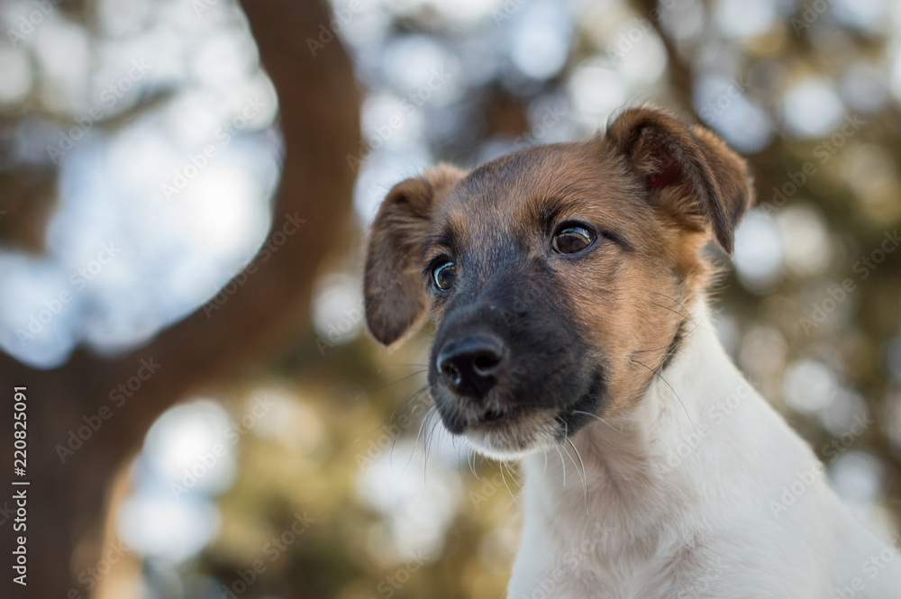 Little puppy, fox terrier looks from above, walk on the street Little puppy, fox terrier looks from above, walk on the street