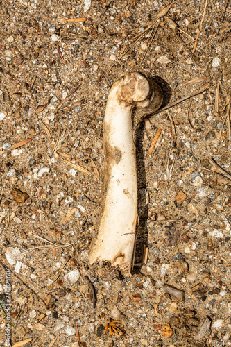 Bone of animal on the ground
