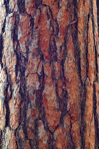 Pine bark as a texture