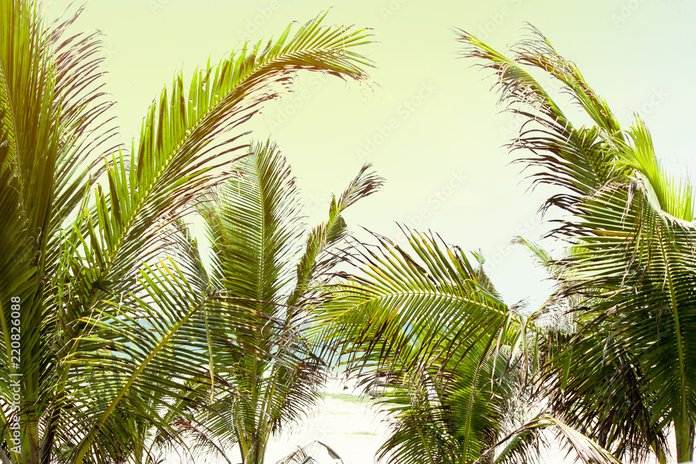 Coconut green leaves on sand beach in tropical sea.