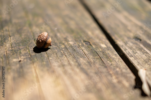 Acorn on Wooden Table © Kevin