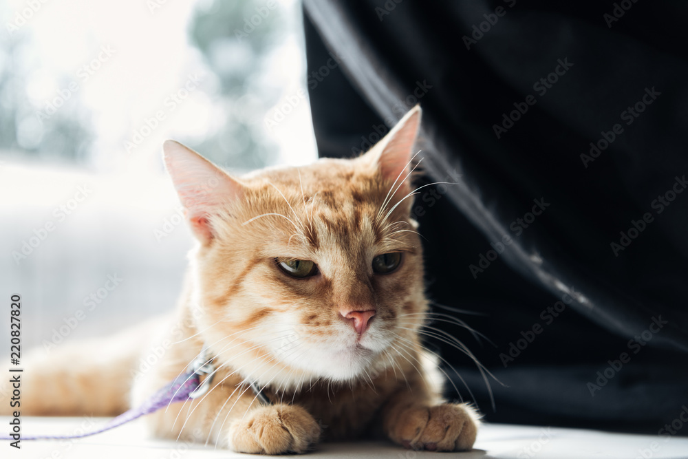 close-up view of cute furry red cat lying on floor at home close-up view of cute furry red cat lying on floor at home