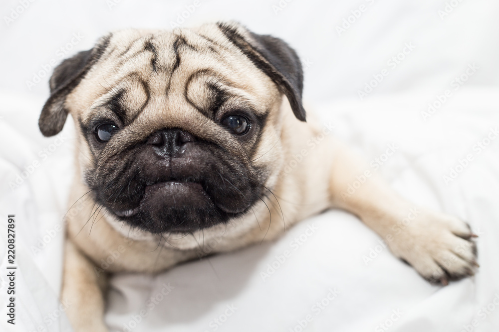 Cute pug dog breed lying on white bed and blanket in bedroom making funny face and feeling so happiness after wake up in the morning