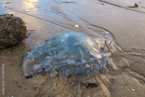 Blue Squishy Jellyfish Stranded On Watt Sand Beach Next To A Small Rock Dead Jellyfish During Low Tide Ebb Stock Photo Adobe Stock Blue Squishy Jellyfish Stranded On Watt Sand Beach Next To A Small Rock Dead Jellyfish During Low Tide Ebb Stock Photo Adobe Stock