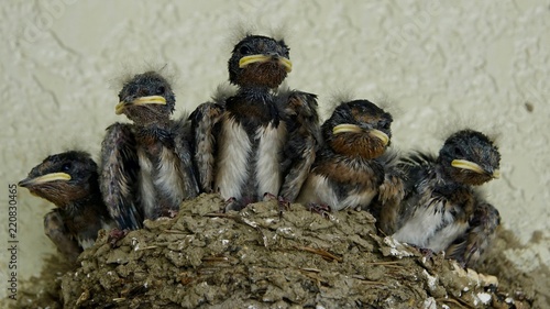 Junge Schwalben, Mauersegler im Nest photo