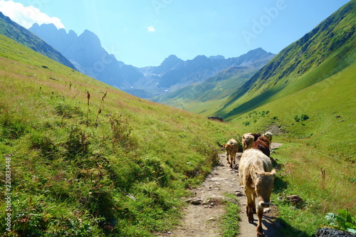 Grand alpine mountain range with wild cows crossing the way on a hiking trail leading from Juta to Chaukhi pass, Caucasus mountains, Georgia