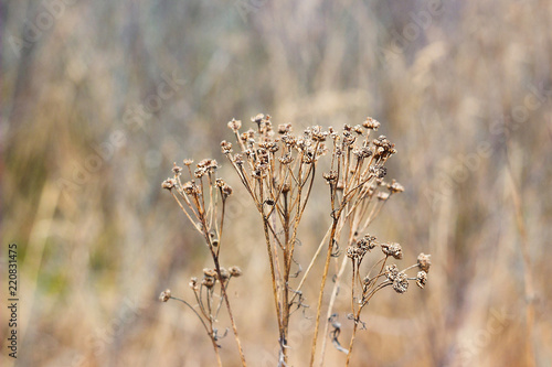 Close up of a dry grass 