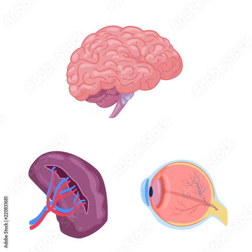 Vector design of body and human icon. Collection of body and medical vector icon for stock.