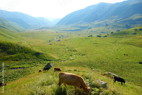 Views with wild cows from a hiking trail starting in Abudelauri lakes and finishing in Juta in Caucasus mountains, Georgia photo