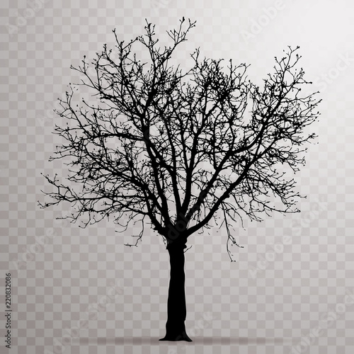 Tree 5833