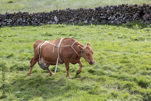 vache et son soutien mamelles photo