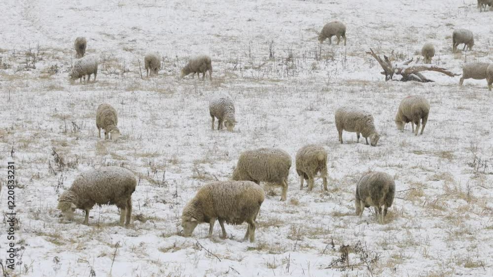 Cinemagraph, Looped, Flock of sheep feeding in field in snow