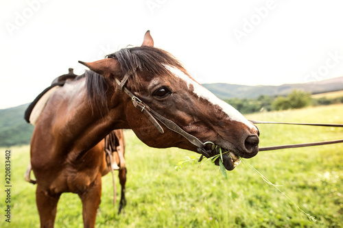 A brown riding horse eating grass, being held by somebody.
