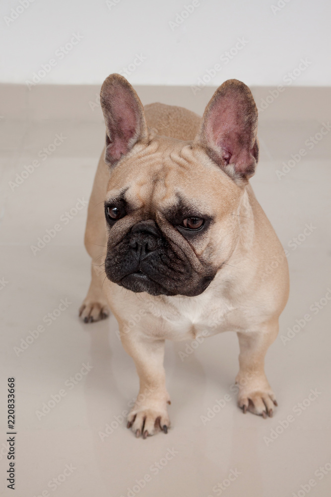 Cute cream-colored french bulldog puppy is standing on tiled floor. Pet animals.