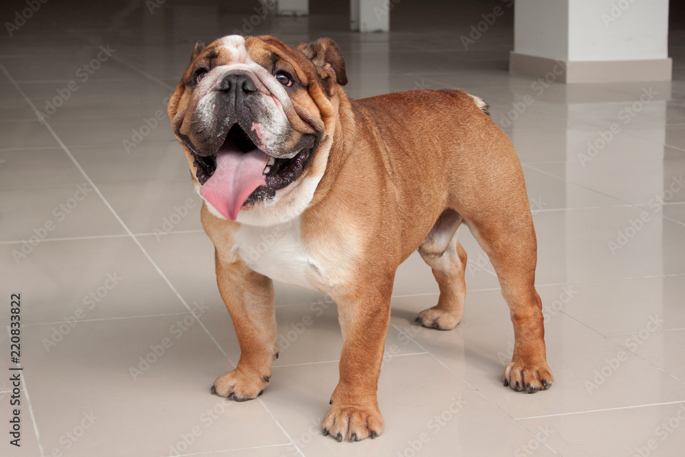 Cute british bulldog puppy is standing on a mirror flooring. Pet animals. Cute british bulldog puppy is standing on a mirror flooring. Pet animals.